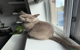 British Shorthair cats for sale: British shorthair kittens  - Image 17