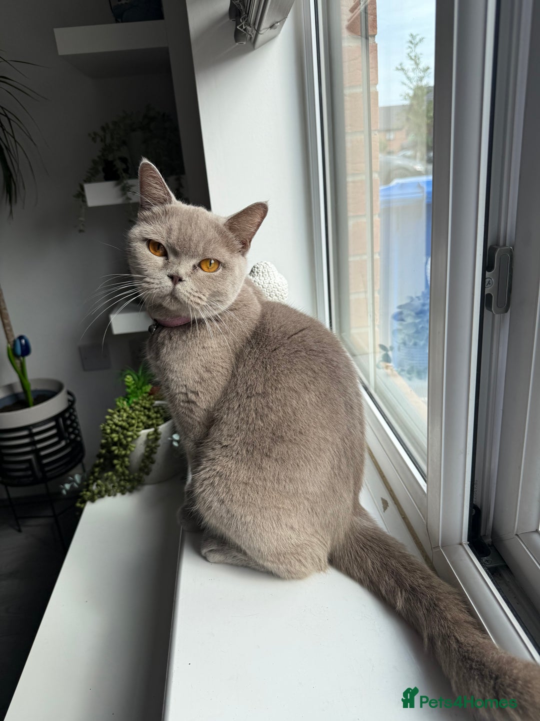 British Shorthair cats for sale: British shorthair kittens  - Image 17