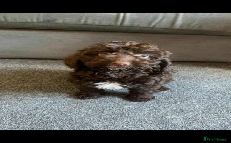 Cockapoo dogs - Advert 16