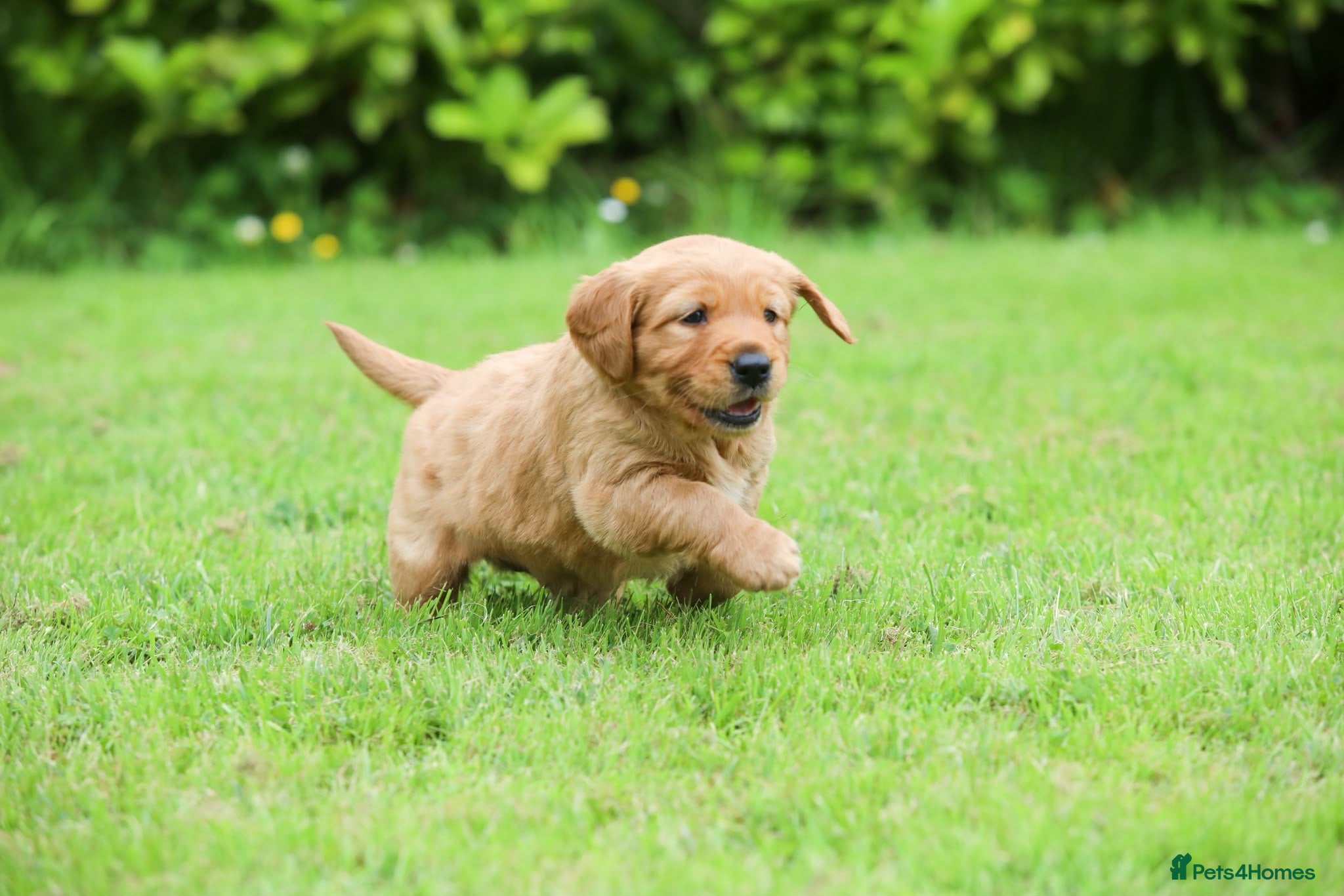 Golden Retriever dogs Male Golden Retriever Pup - Advert 2