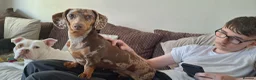 Dachshund dogs for sale: Beautiful 2 year old in tact female dachshund - Advert 2