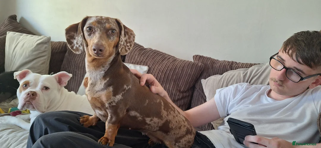 Dachshund dogs for sale: Beautiful 2 year old in tact female dachshund - Advert 2
