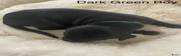 Lurcher dogs for sale: Beautiful Lurcher Puppies for Sale - Advert 30