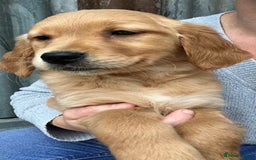 Golden Retriever dogs for sale: Beautiful Red KC Golden Retriver Puppies  - Image 7