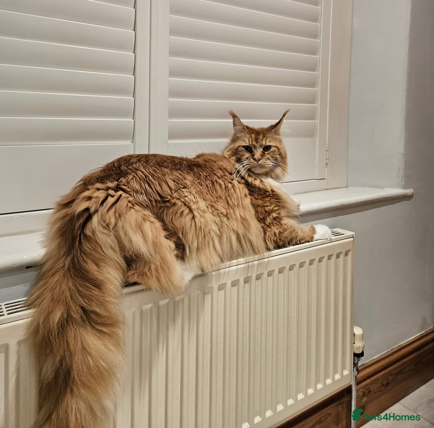 Maine Coon cats 2 adult Maincoon’s £600 for both - Advert 4