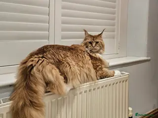 Maine Coon cats 2 adult Maincoon’s £600 for both - Advert 4