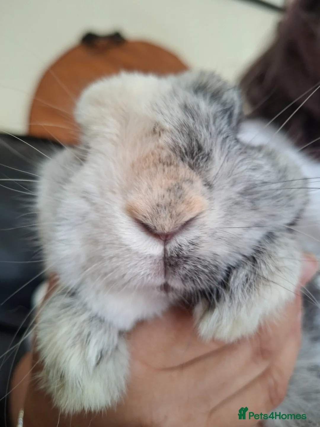 Mixed Breed rabbits for sale: Two boy rabbits  - Advert 1