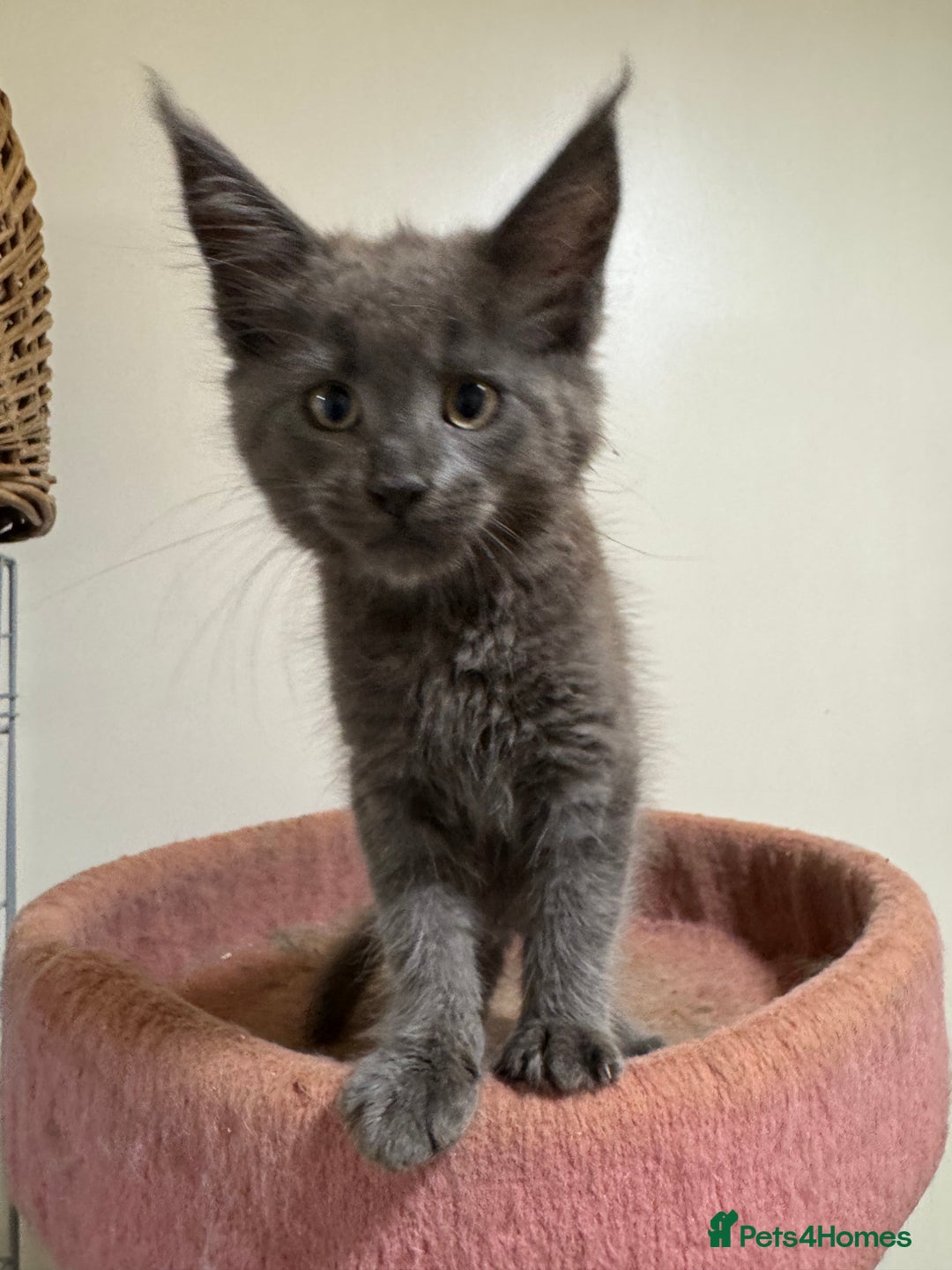 Maine Coon cats for sale: Beautiful GCCF kittens various colours - Image 31