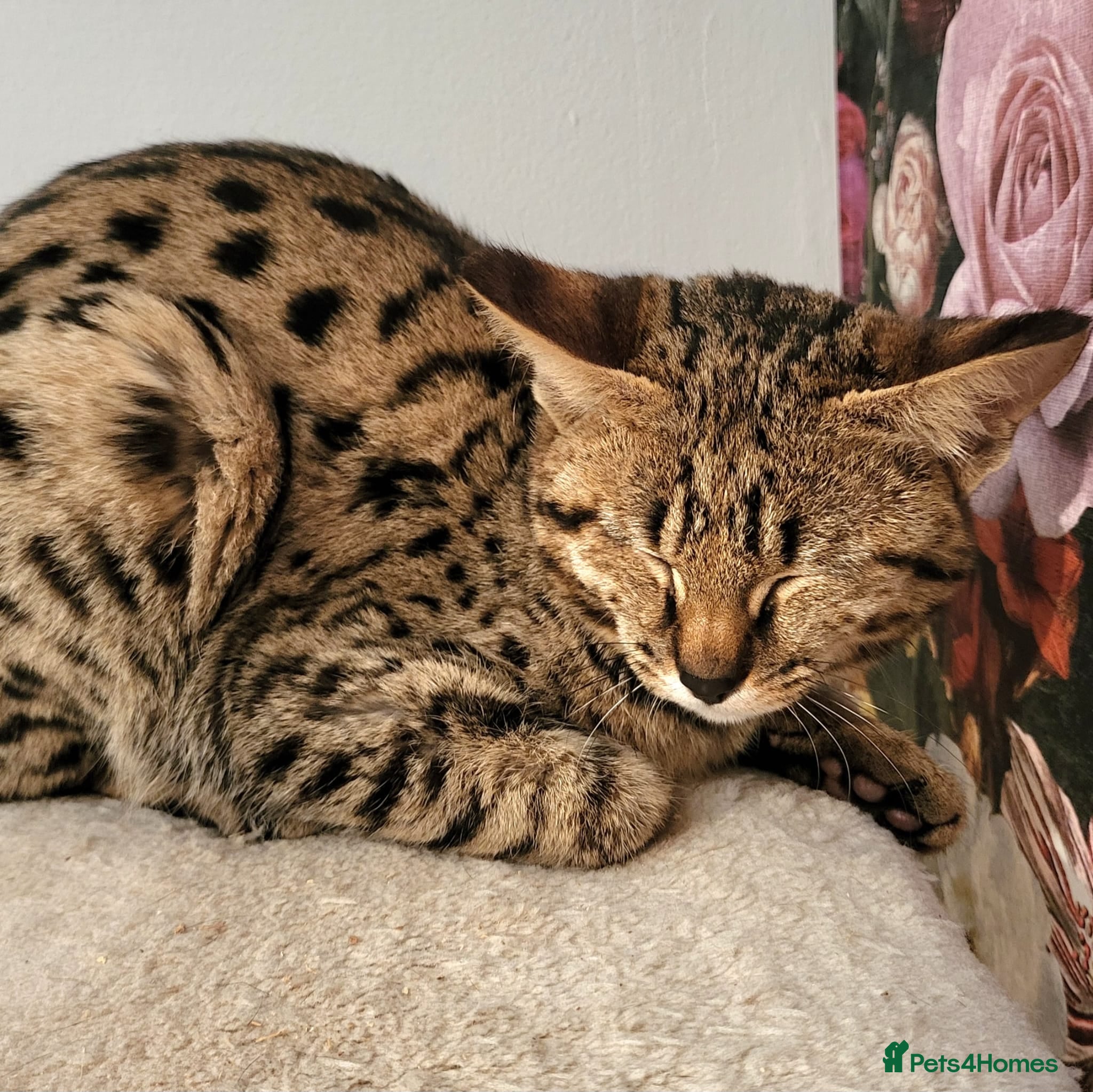 Savannah cats Stunning rare F2 Savannah - One Remaining! - Advert 17
