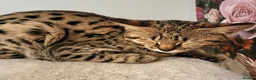 Savannah cats for sale: Stunning rare F2 Savannah - One Remaining! - Advert 1