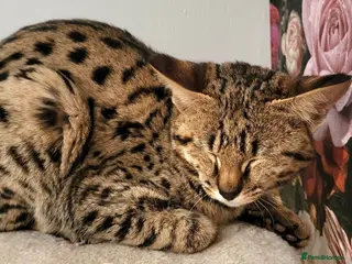 Savannah cats Stunning rare F2 Savannah - One Remaining! - Advert 17