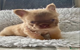 French Bulldog dogs for sale: Quality health tested/KC fluffy French bulldogs - Image 4