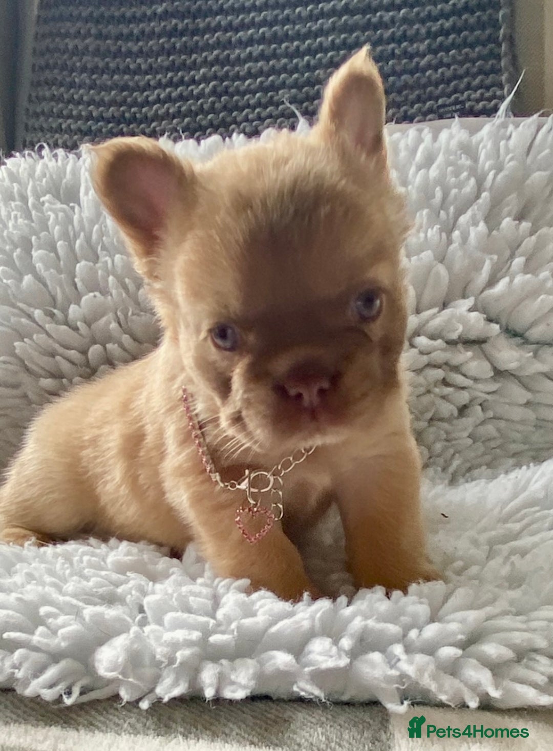French Bulldog dogs for sale: Quality health tested/KC fluffy French bulldogs - Image 4