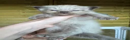 Ragdoll cats for sale: Mink & mink carrying ragdolls  - Advert 3
