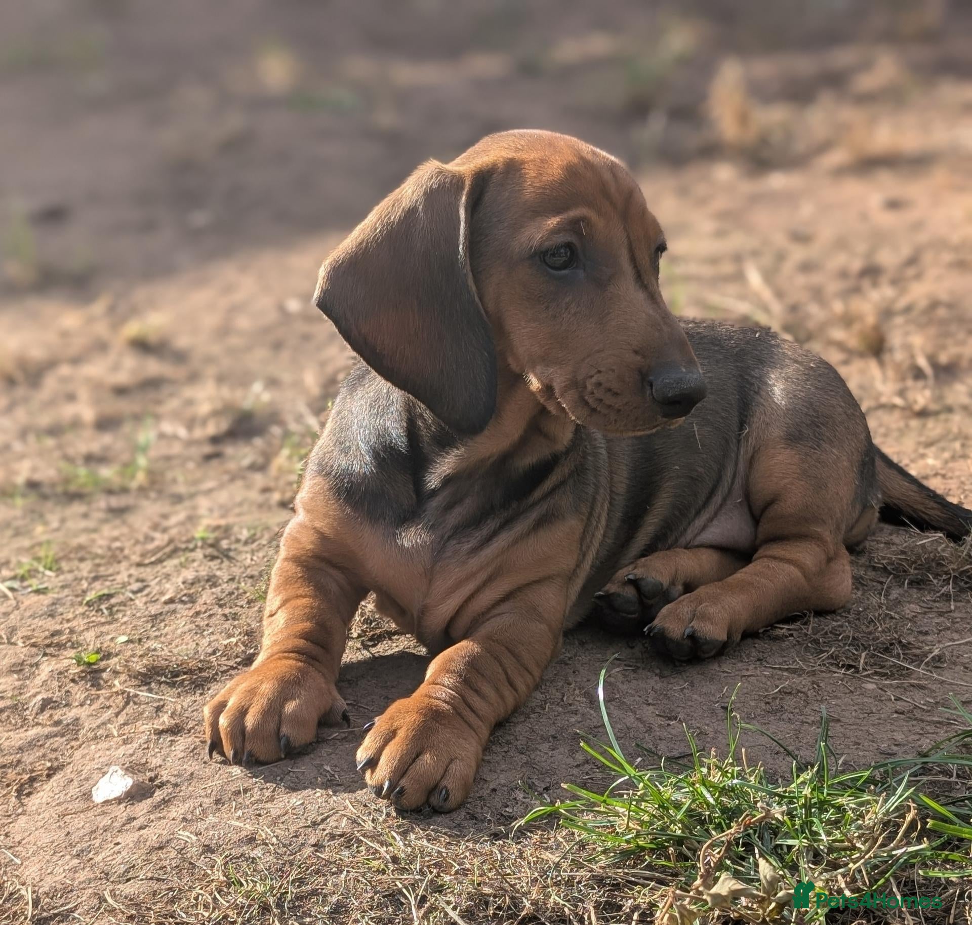 Dachshund dogs Champion Bloodline Standard Dachshund - Advert 2