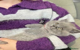 British Shorthair cats for sale: Chunky British Shorthair Blue Kittens 🐱💙 - Image 14