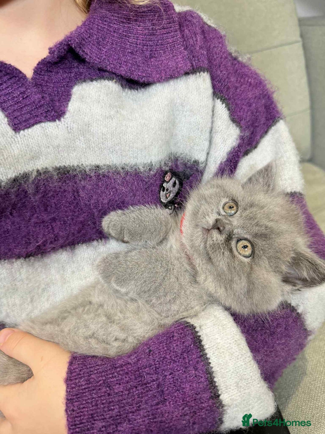 British Shorthair cats for sale: Chunky British Shorthair Blue Kittens 🐱💙 - Image 14
