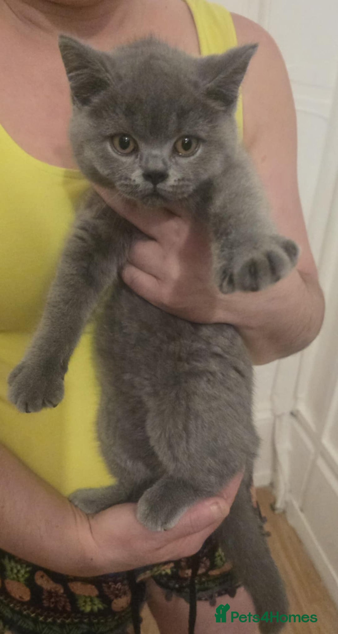 British Shorthair cats for sale: British shorthair GCCF registered  in Boston - Image 11
