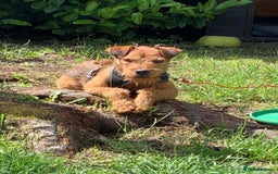 Lakeland Terrier dogs for sale: Gorgeous George  - Image 10