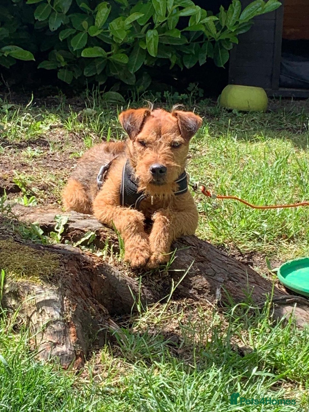 Lakeland Terrier dogs for sale: Gorgeous George  - Image 10