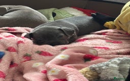 Mixed Breed dogs for sale: Unreal Frenchweiner puppy’s 🥹 - Image 9