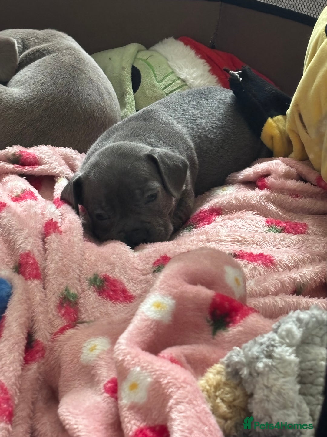 Mixed Breed dogs for sale: Unreal Frenchweiner puppy’s 🥹 - Image 9