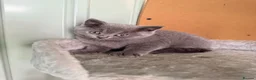 British Shorthair cats for sale: Scotish fold /British shorthair kittens  - Advert 9