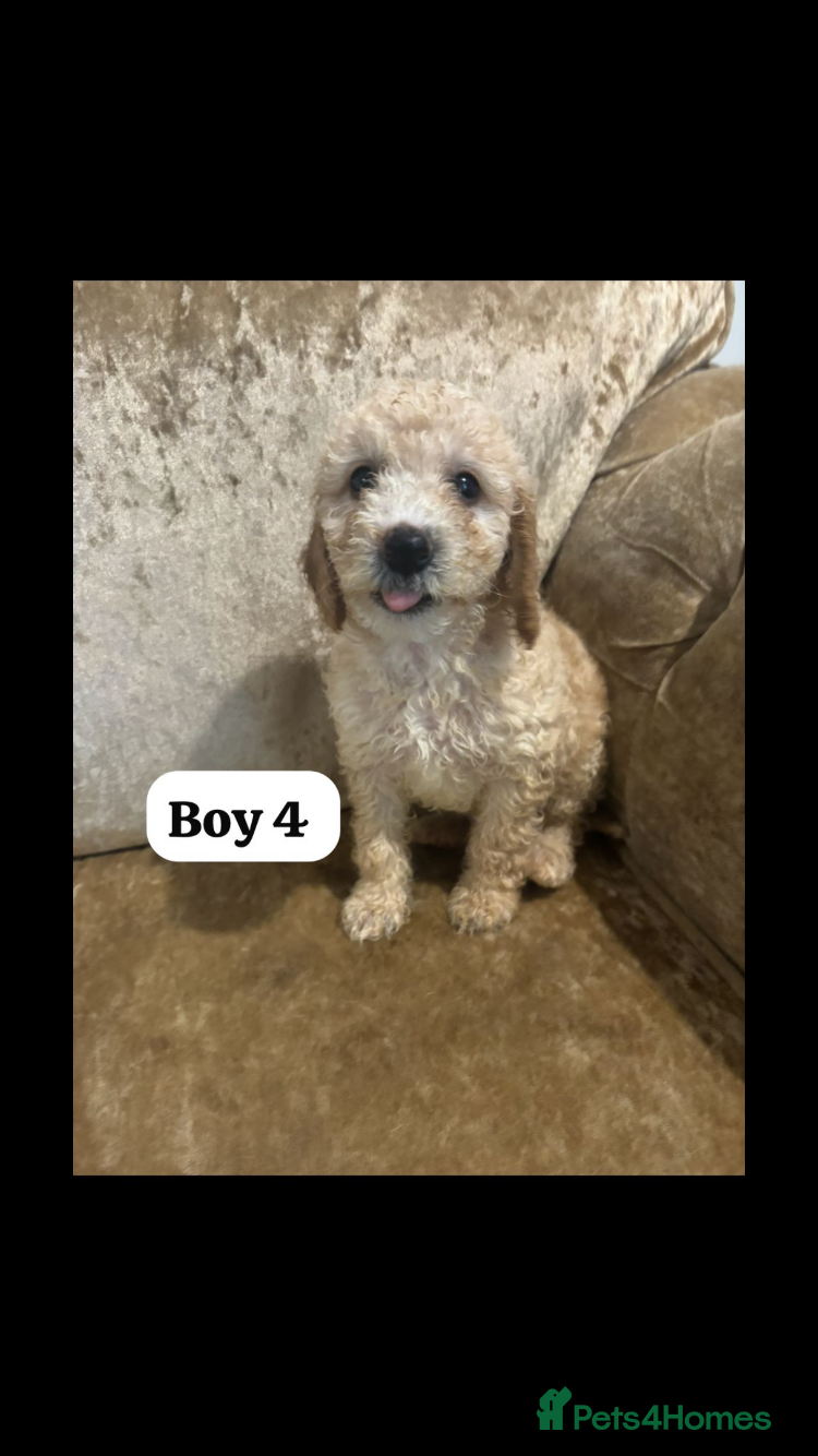 Miniature Poodle dogs Poodle puppies  - Advert 3
