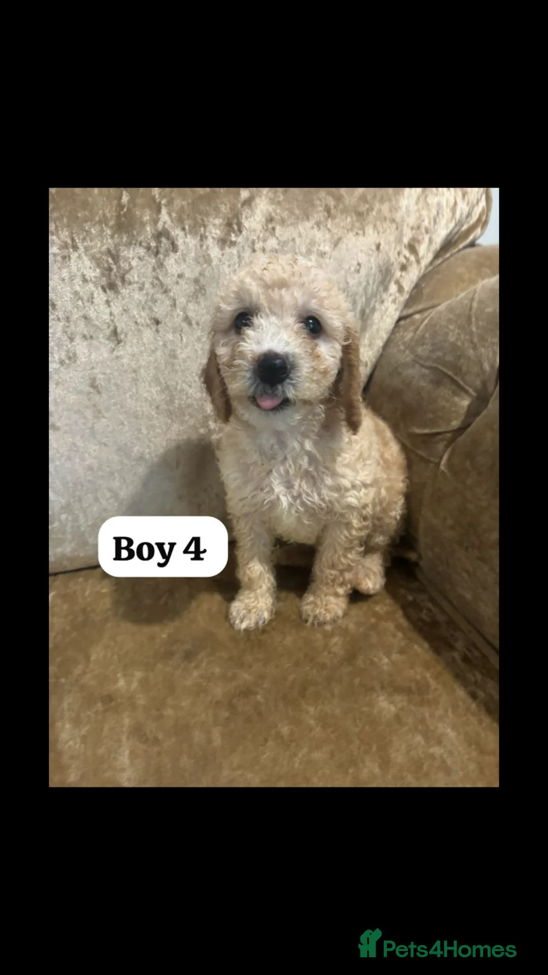 Miniature Poodle dogs for sale: Poodle puppies  - Advert 1