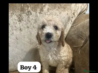 Miniature Poodle dogs Poodle puppies - Advert 3