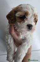 Cavapoo dogs Stunning f1 cavapoos - Advert 4