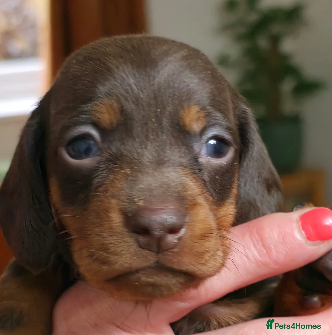 Dachshund dogs for sale: Beautiful litter of smooth mini dachshunds - Advert 2