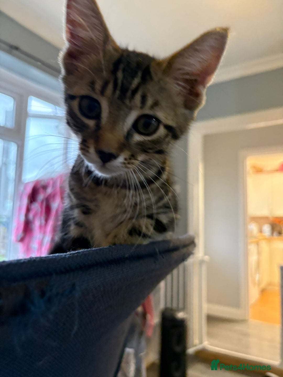 Mixed Breed cats for sale: 4 stunning kittens looking for their forever home. - Image 28
