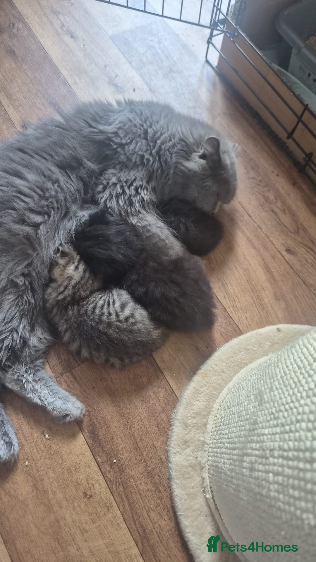 Scottish Fold cats Scottish fold kittens 6 wks old - Advert 4
