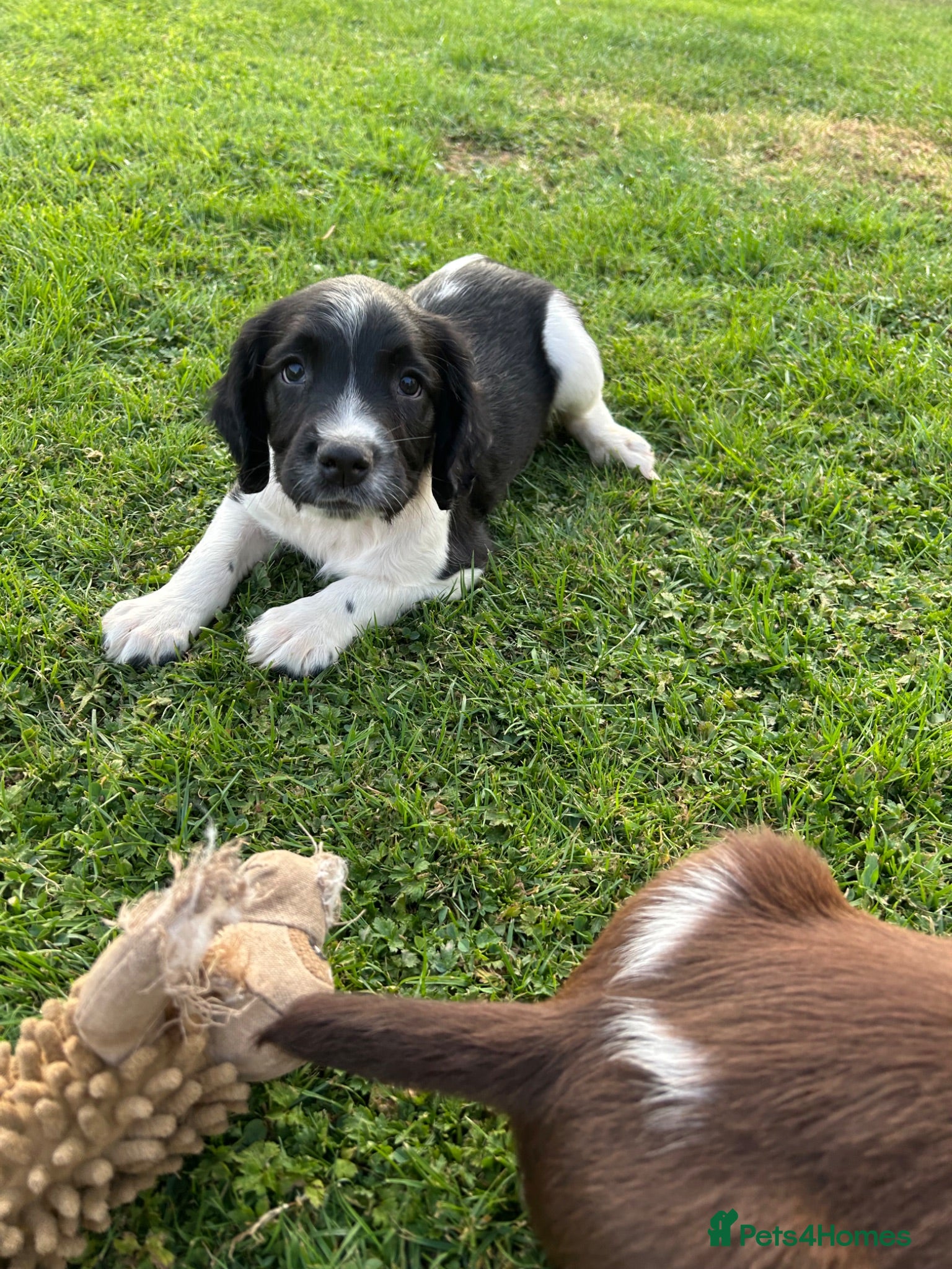 English Springer Spaniel dogs KC Working Springer Springer Puppies - Advert 2