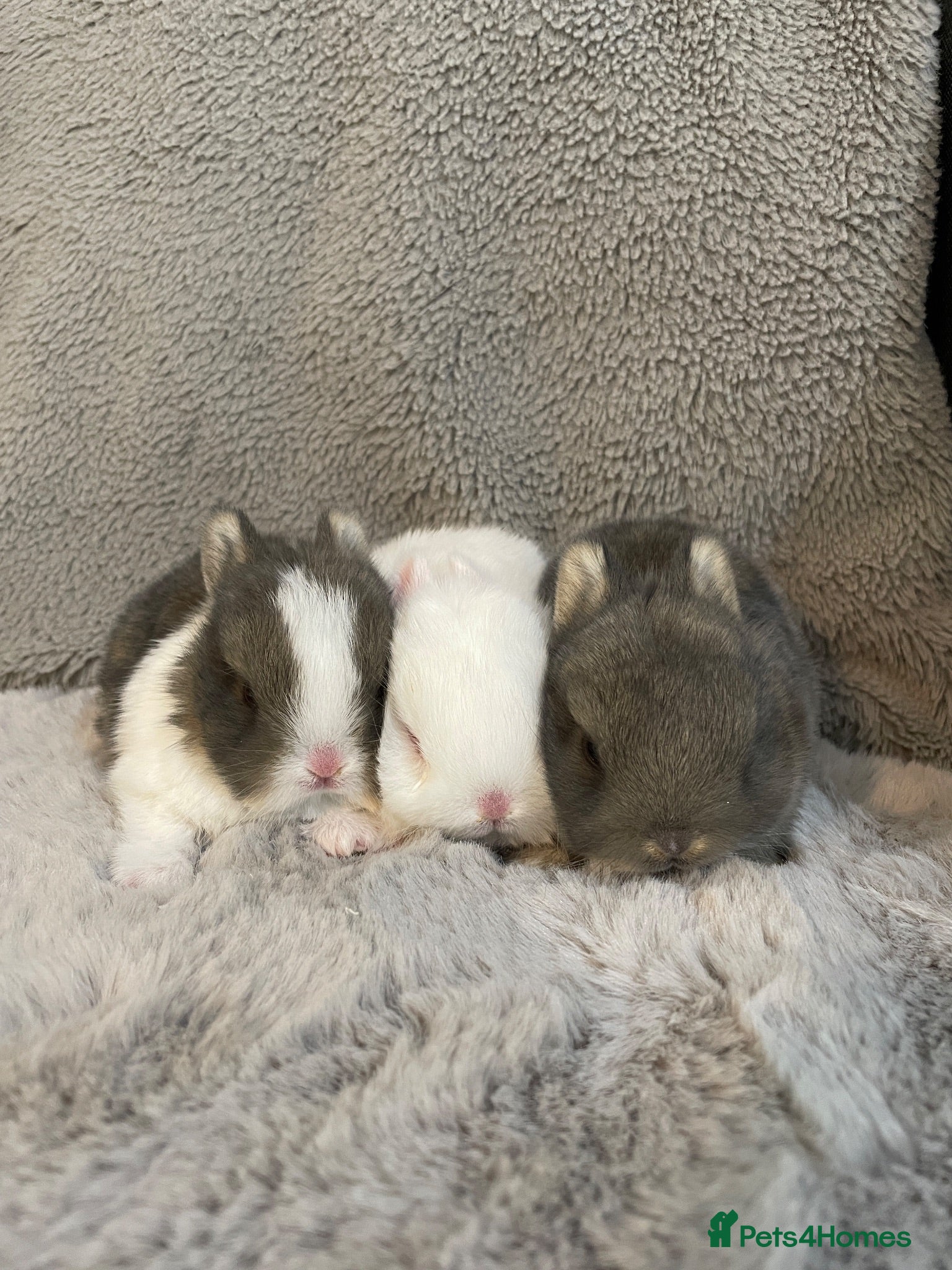 Netherland Dwarf rabbits Cute, cuddly Netherland Dwarf bunnies  - Advert 2
