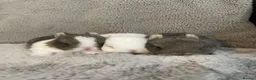 Netherland Dwarf rabbits for sale: Cute, cuddly Netherland Dwarf bunnies  - Advert 2