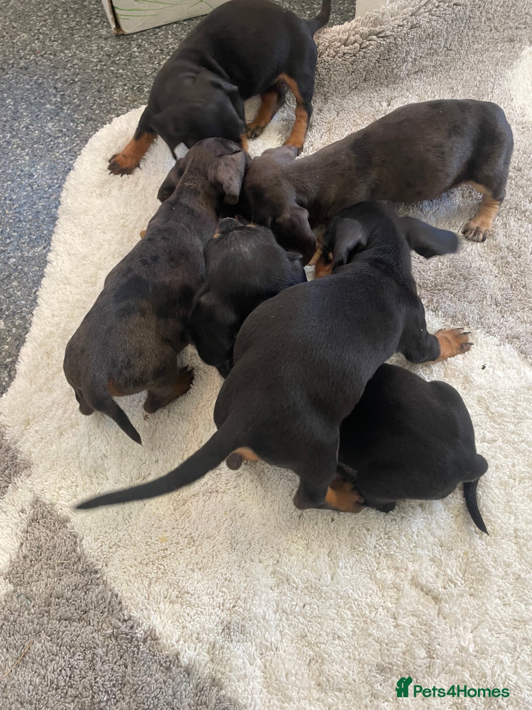 Dachshund dogs for sale: Miniature dachshunds  - Image 8