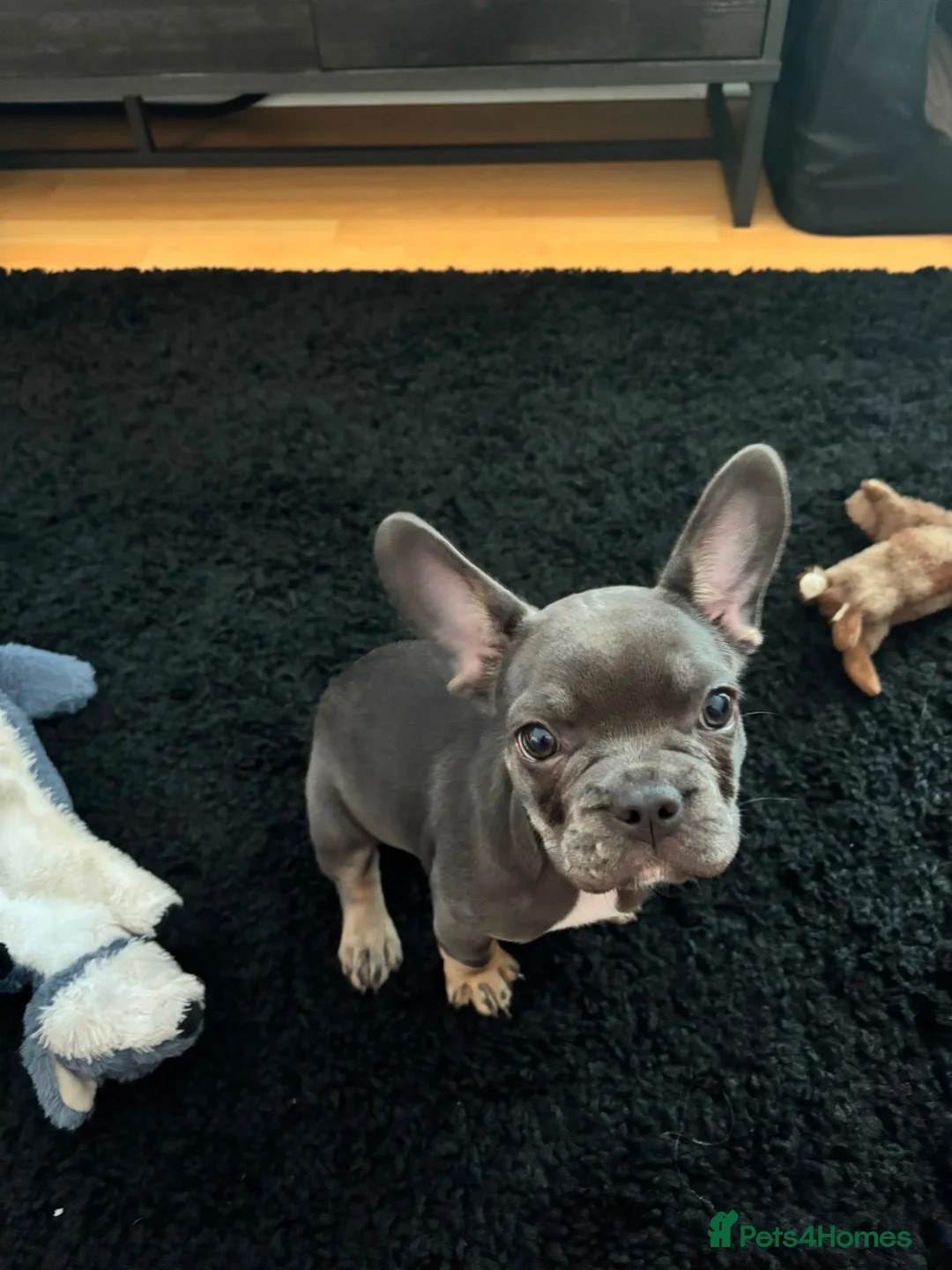 French Bulldog dogs for sale: Female French bulldog puppy in Colchester - Advert 2