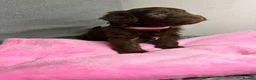 Cavapoo dogs for sale: Beautiful F1B Cavapoo Puppies – Ready to Reserve in Peterborough - Advert 12