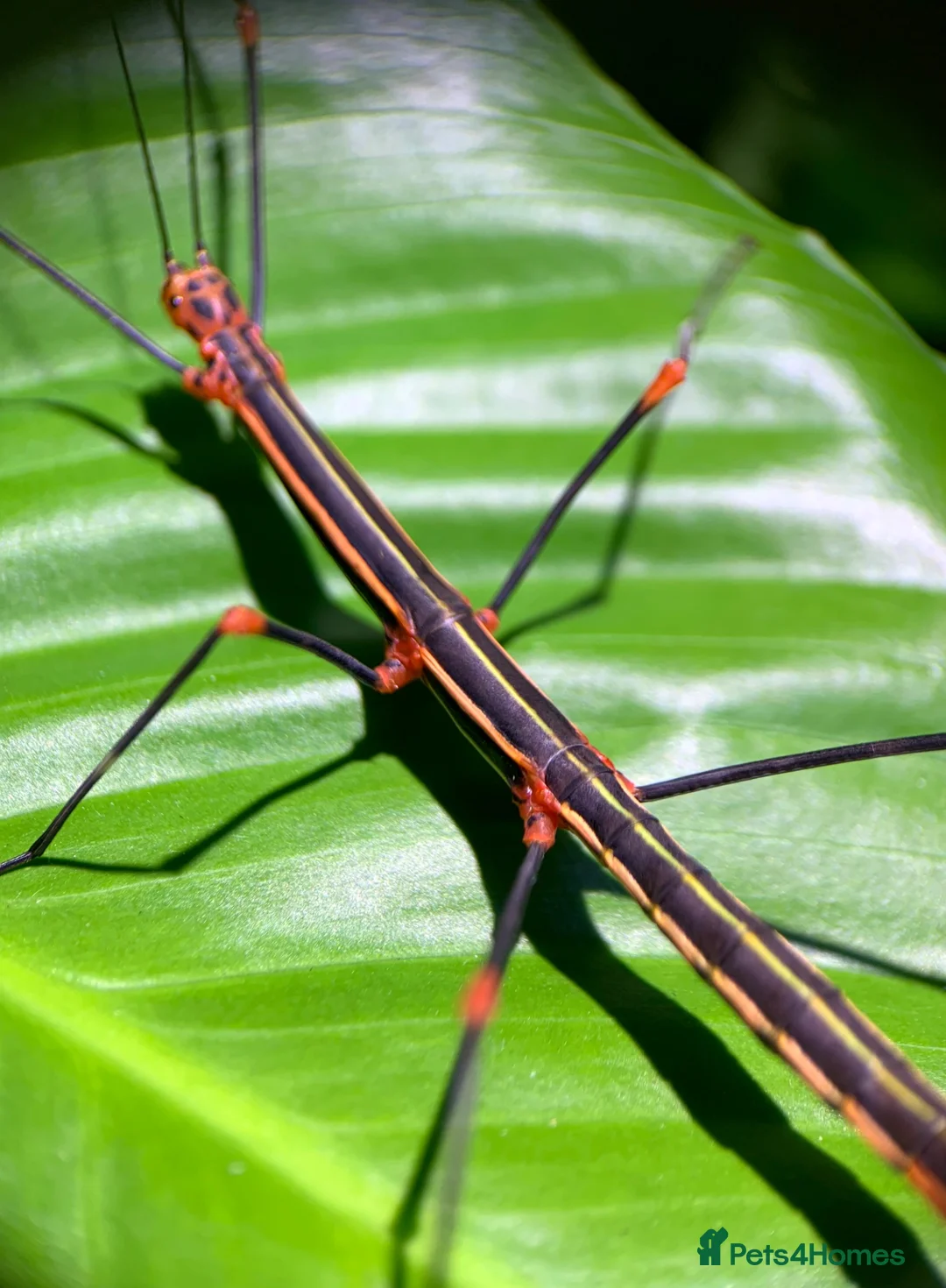Stick Insects invertebrates for sale: 8x Nymphs of Oreophoetes peruana, L2-4 - Advert 2