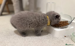 British Shorthair cats for sale: British Short Hair Kittens - Advert 13
