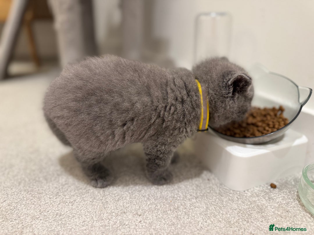 British Shorthair cats for sale: British Short Hair Kittens - Advert 13