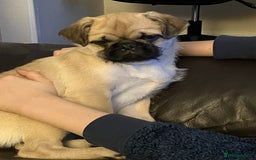 Pug dogs for sale: 4 month old pug girl - Advert 2