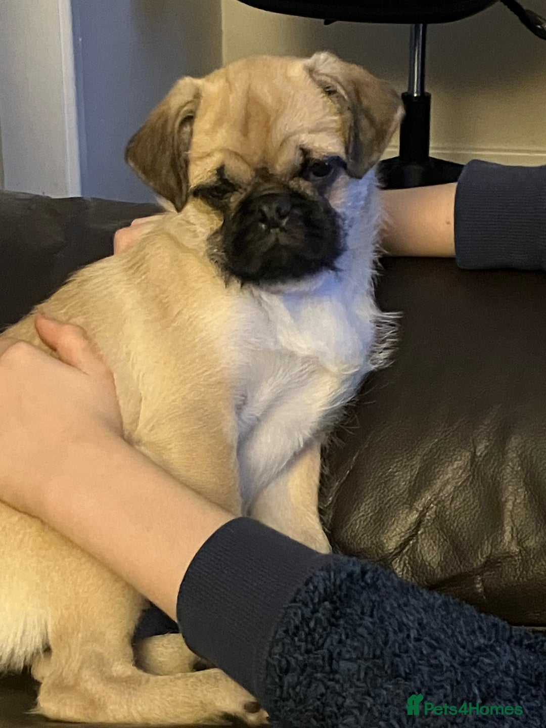 Pug dogs for sale: 4 month old pug girl - Advert 2