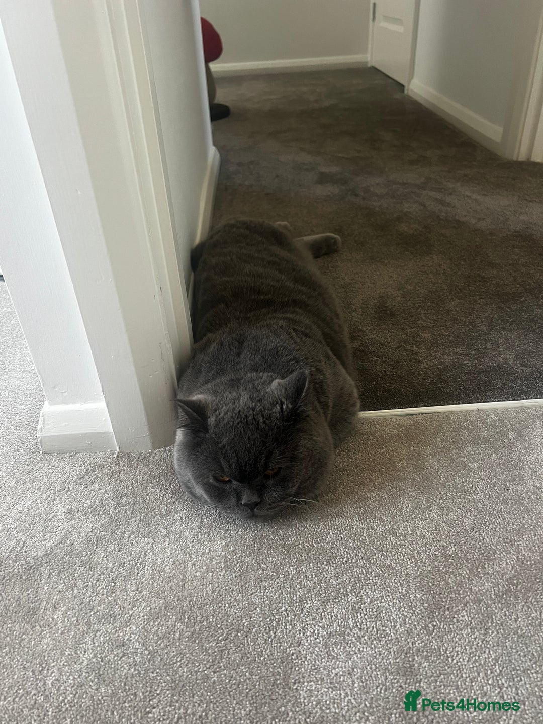 British Shorthair cats for sale: British short hair - Advert 2