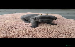 Cane Corso dogs for sale: Baby cane corsa - Image 5