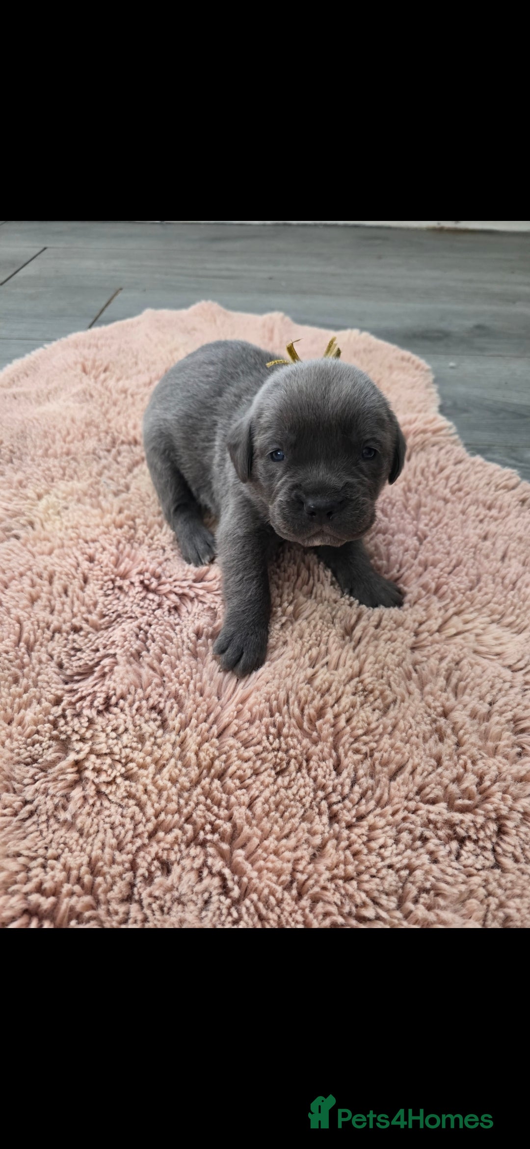 Cane Corso dogs for sale: Baby cane corsa - Image 5