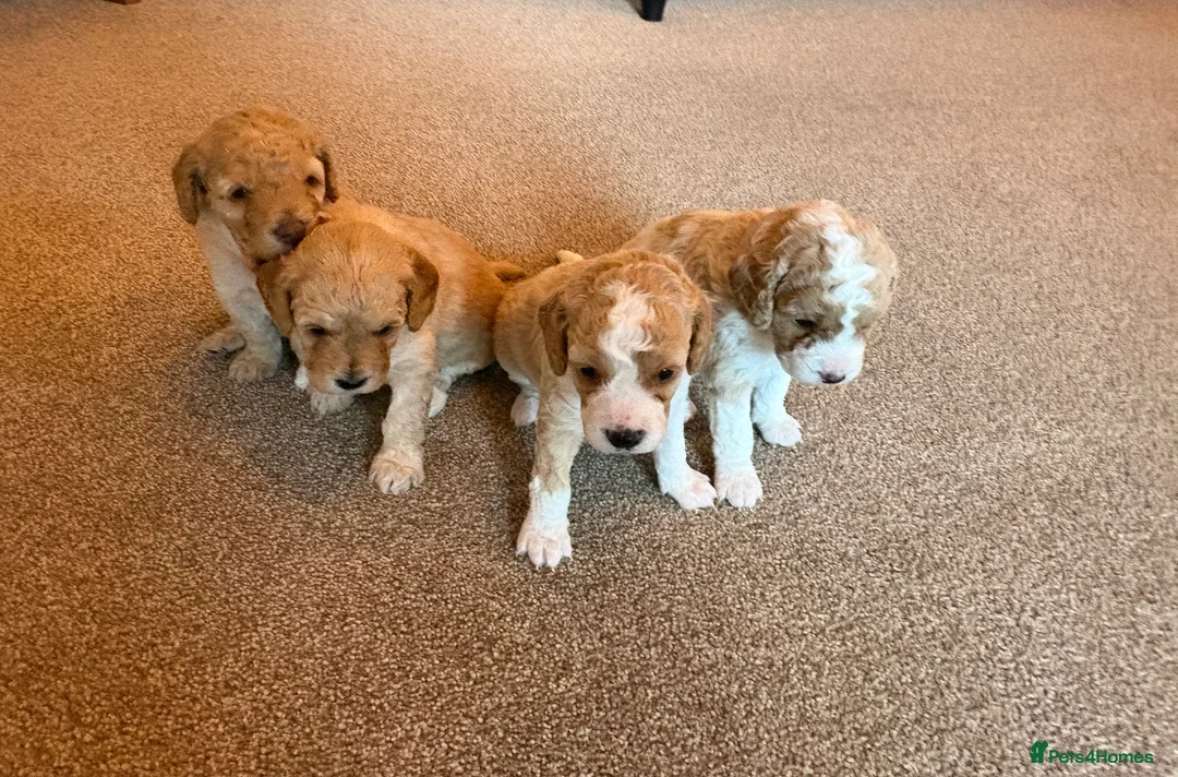 Cavapoo dogs for sale: Cavapoo Puppies in Portsmouth - Advert 1