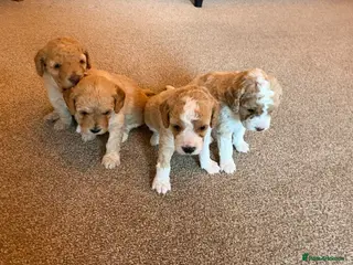 Cavapoo dogs Cavapoo Puppies in Portsmouth - Advert 7